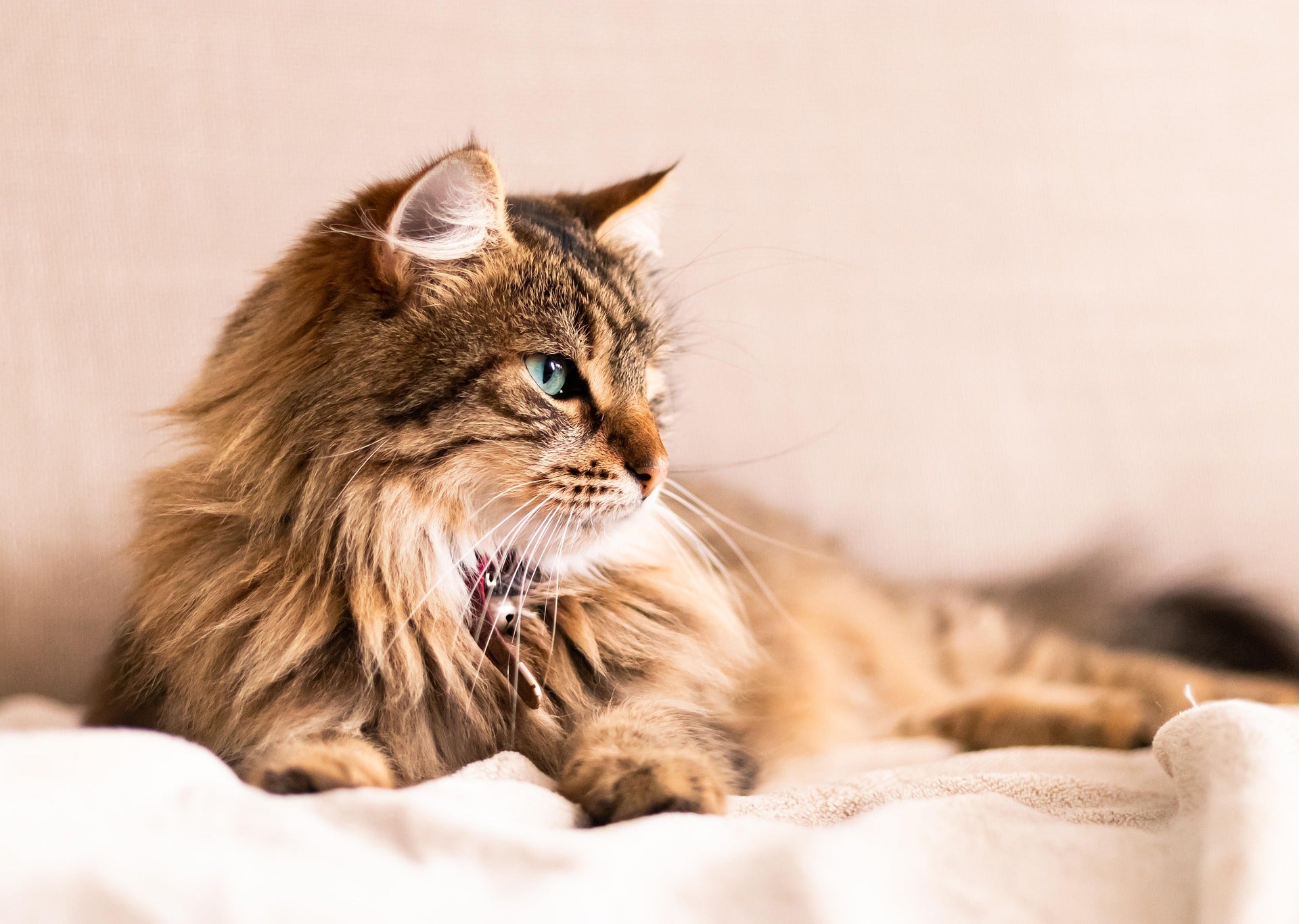 The Ultimate Guide to Choosing the Right Cat Litter