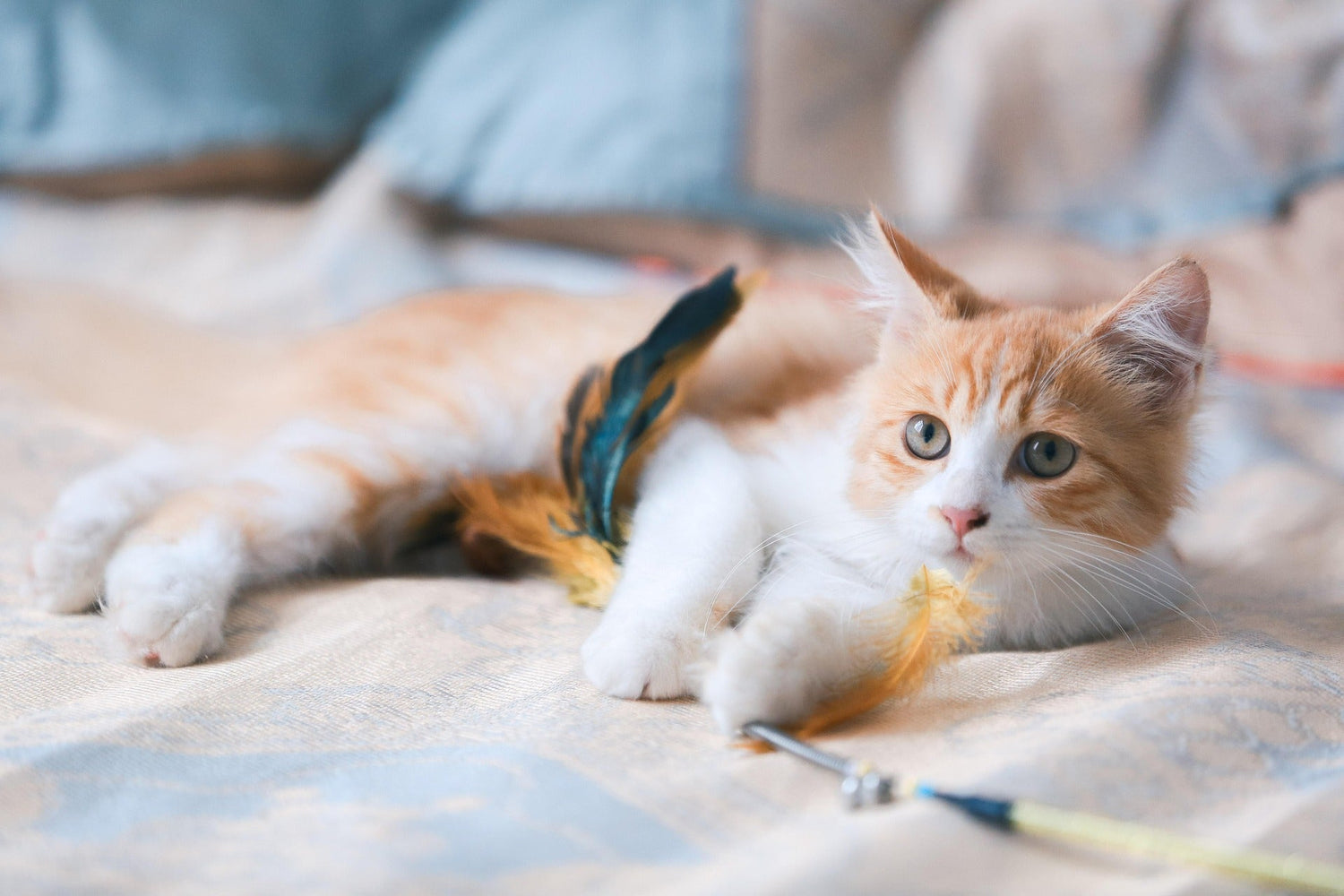 Eco-Friendly Pet Products for a Healthier Home