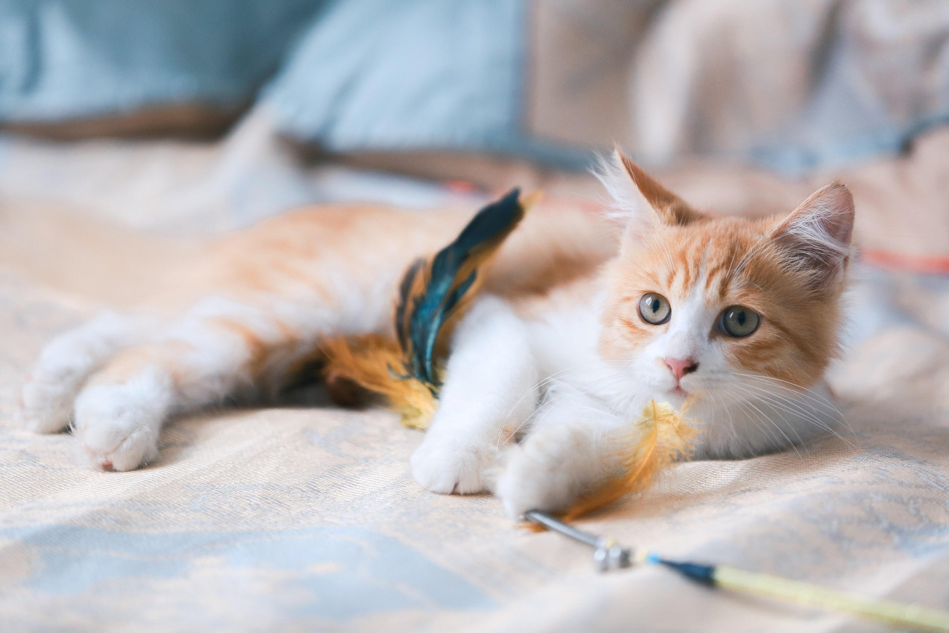 Eco-Friendly Pet Products for a Healthier Home