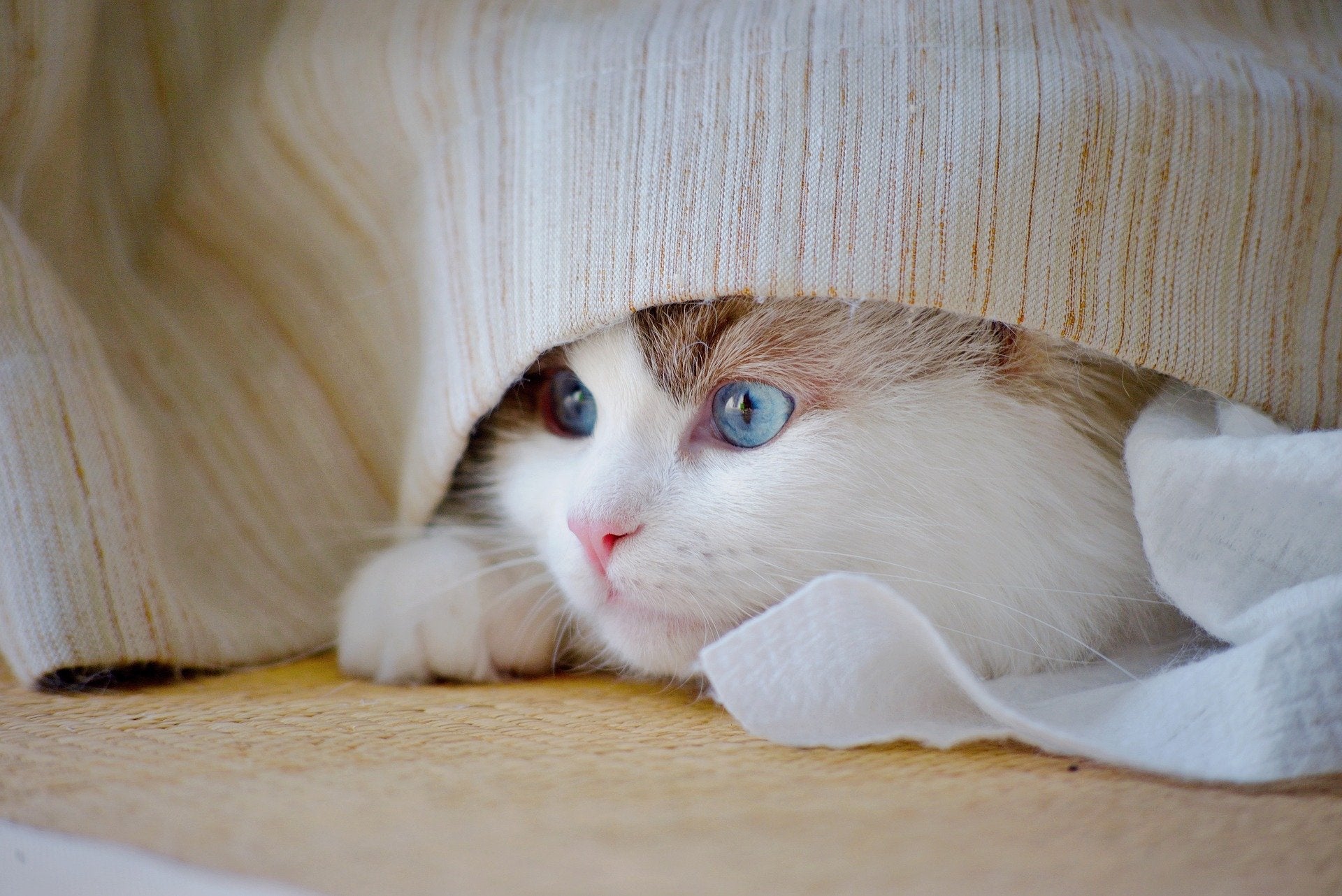 How to Prevent and Treat Pet Anxiety